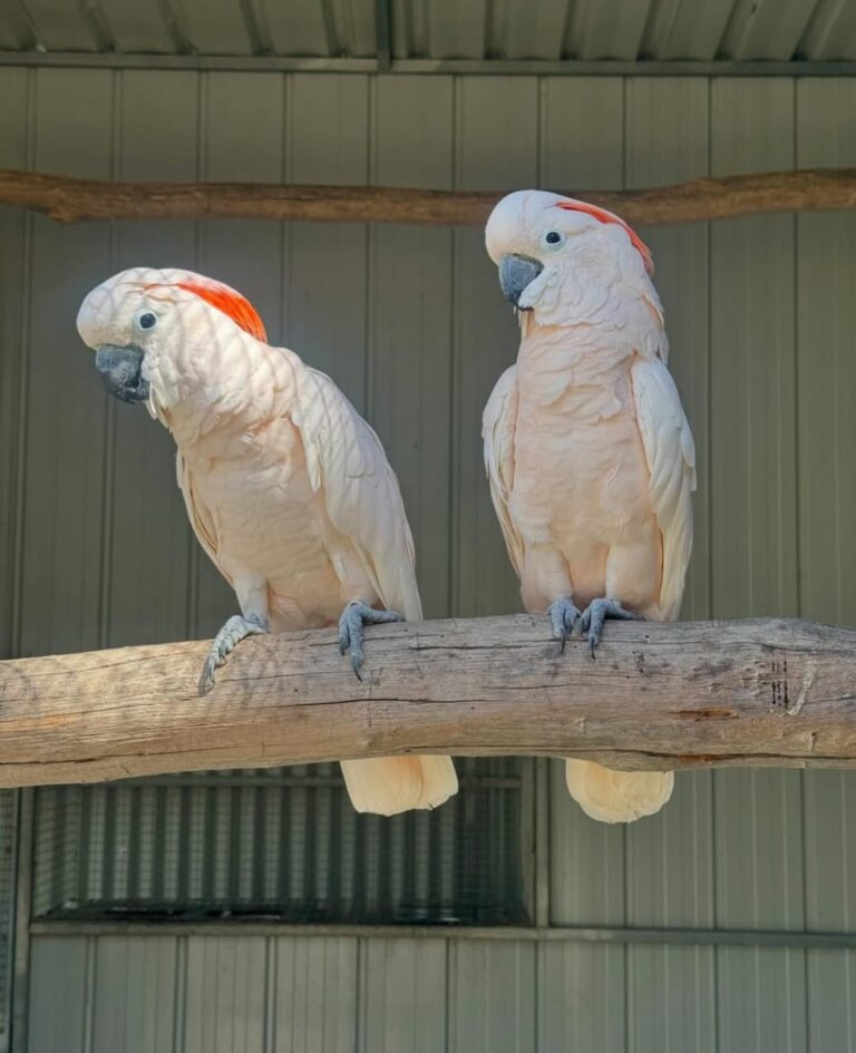 Moluccan Cockatoo Exotic Pets Care Center