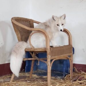 Arctic Fox