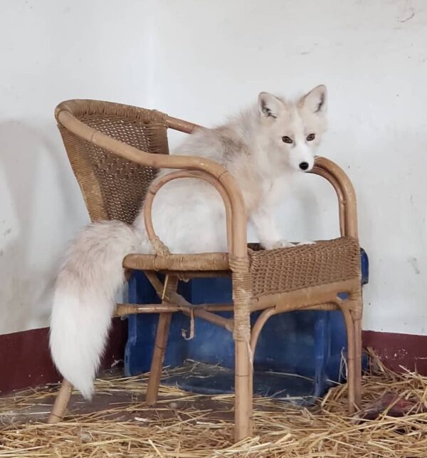 Arctic Fox