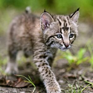 Bobcat