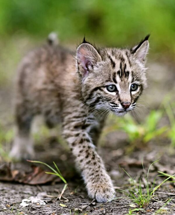 Bobcat