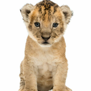 Lion cub