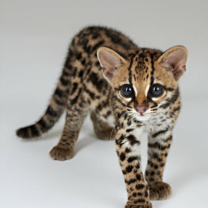 Ocelot Cat