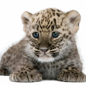 Leopard Cub