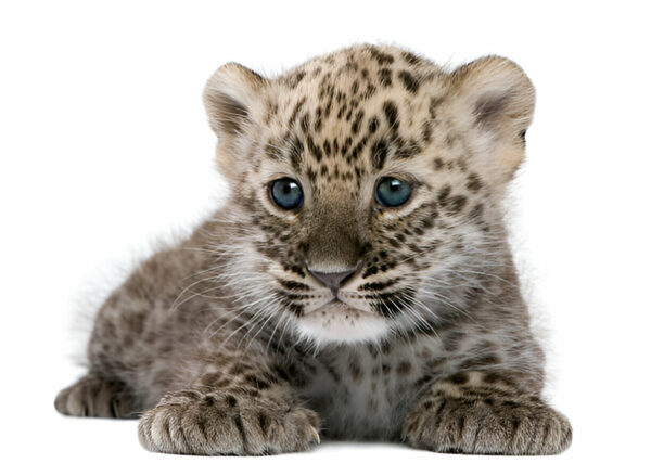 Leopard Cub