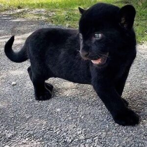 Black panther cub