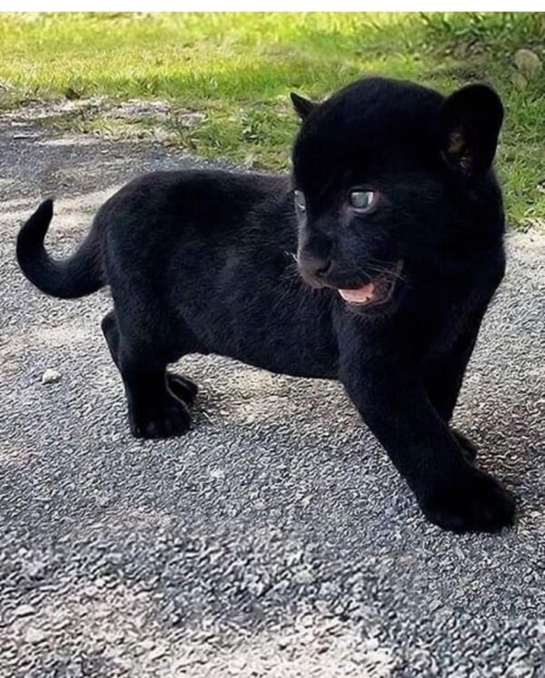 Black panther cub