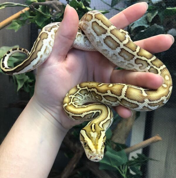 Burmese Python