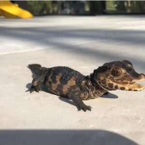 Caiman (small crocodilian)