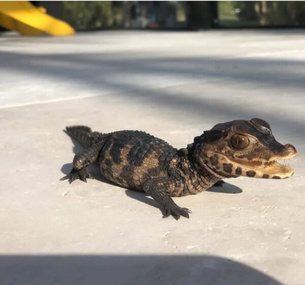 Caiman (small crocodilian)