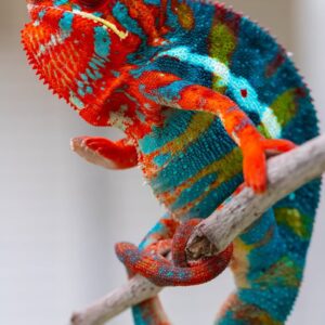 Chameleon