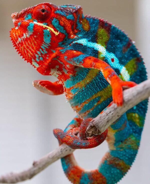 Chameleon