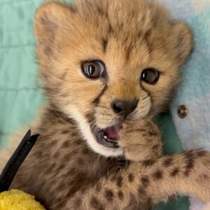 Cheetah cub