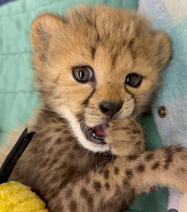 Cheetah cub