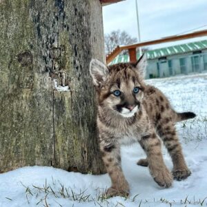 Cougar cub