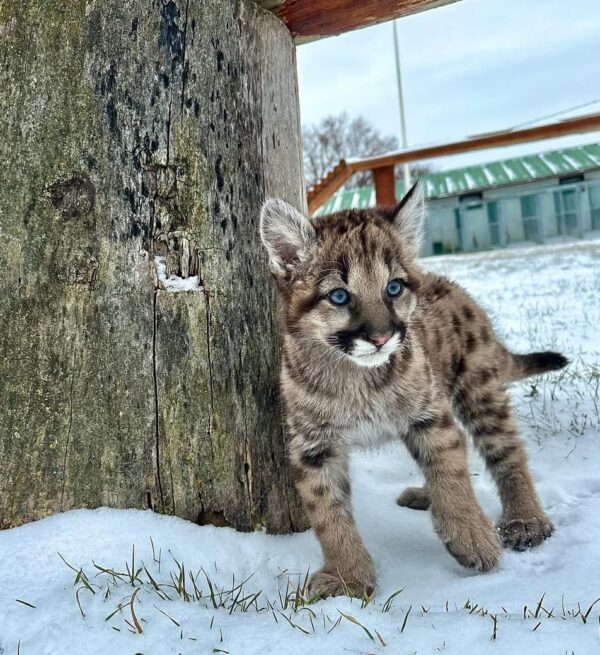 Cougar cub