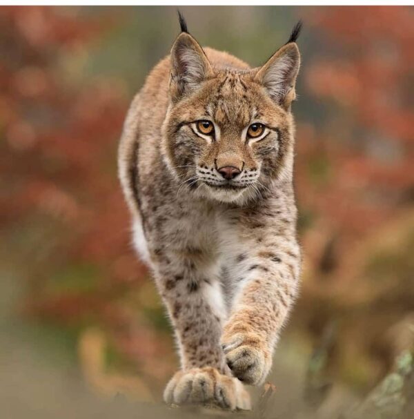 Eurasian Lynx