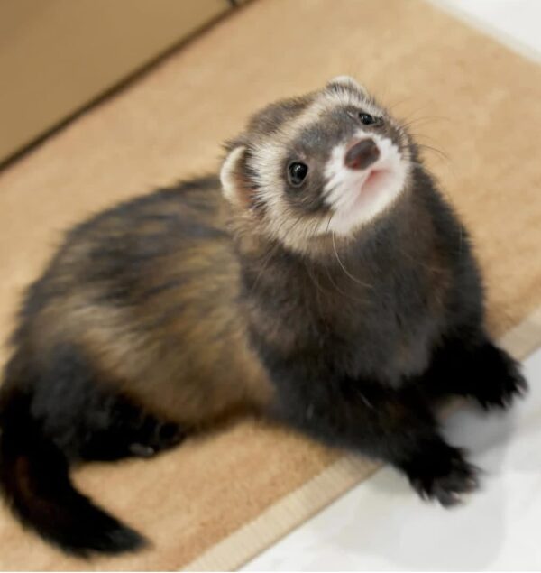 Ferret