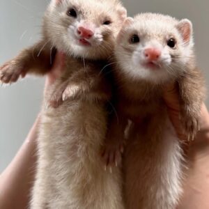 Ferret