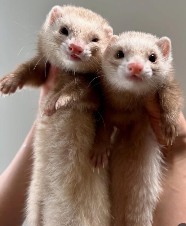 Ferret