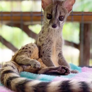 Genet