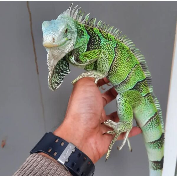 Green Iguana