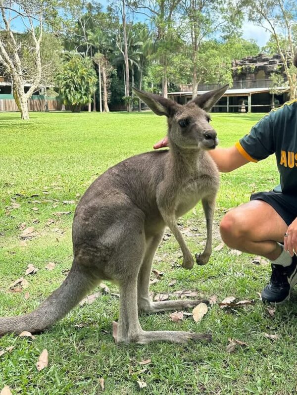 Kangaroo