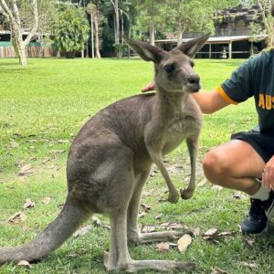 Kangaroo