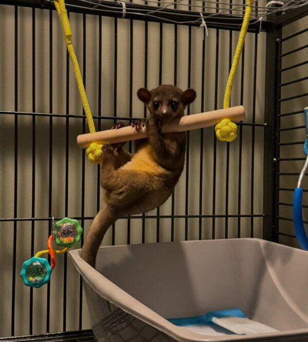 Kinkajou