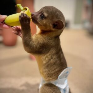 Kinkajou