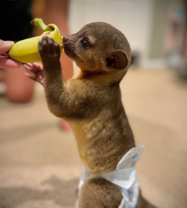 Kinkajou