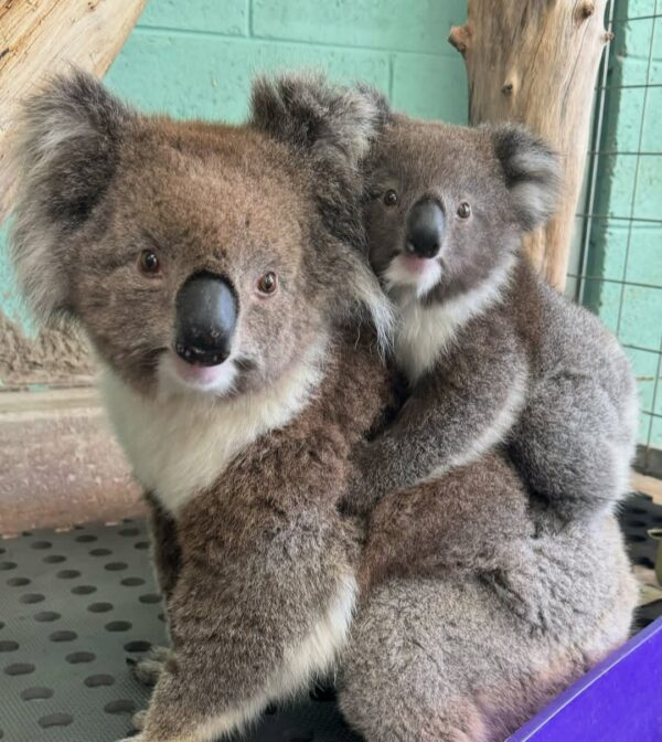 Koala