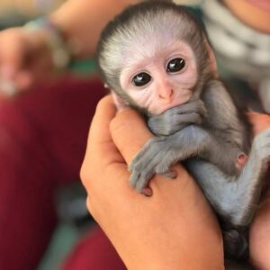 Capuchin Monkey