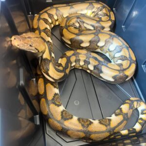 Reticulated Python