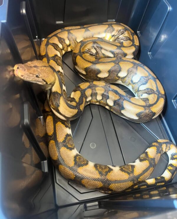 Reticulated Python