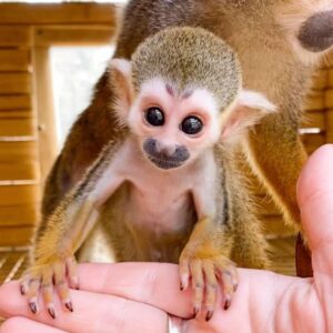 Squirrel Monkey