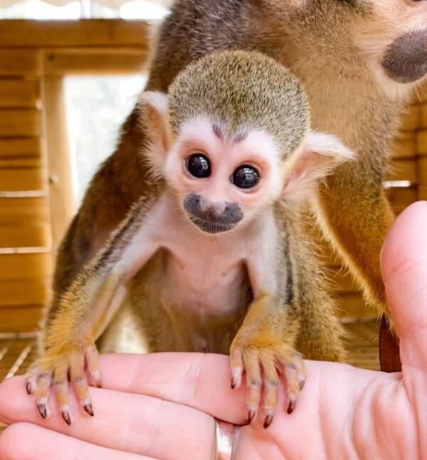 Squirrel Monkey