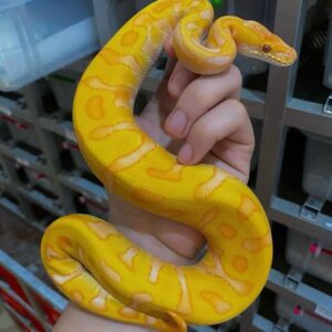 Starburst Ball python