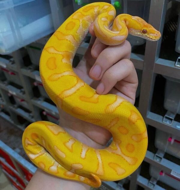 Starburst Ball python