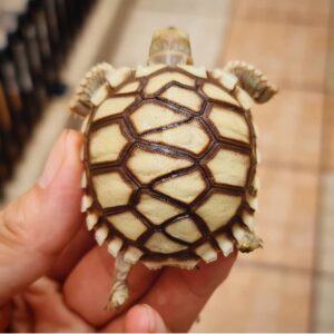 Sulcata Tortoise