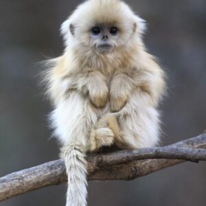 Tamarin Monkey