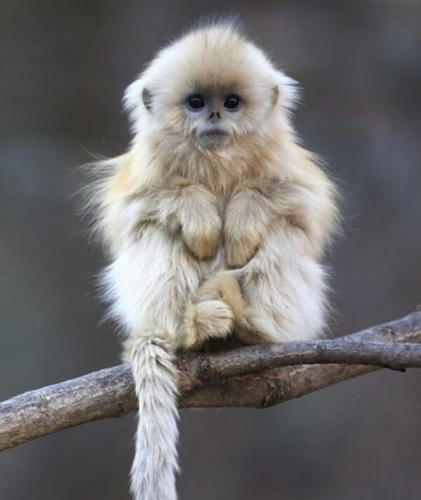 Tamarin Monkey