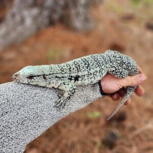 Tegu Lizard