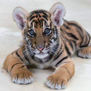 Tiger cub