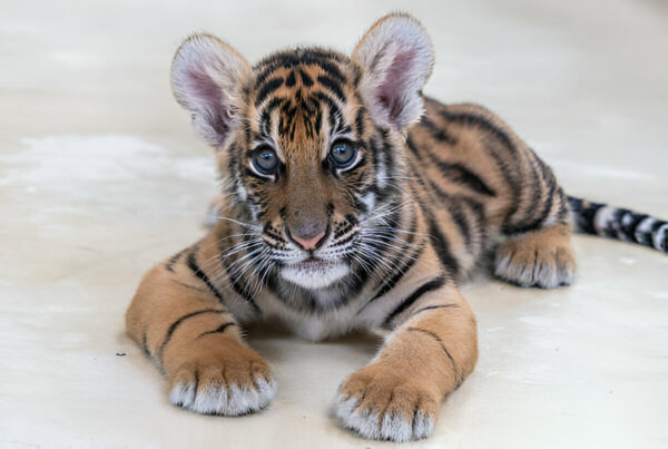 Tiger cub