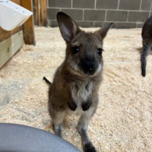 Wallaby