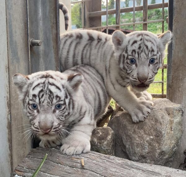 White Tiger Cub