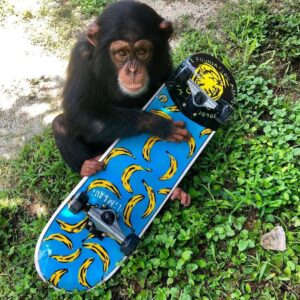 Chimpanzee