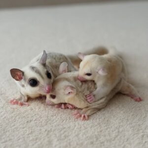 sugar glider