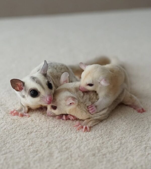 sugar glider